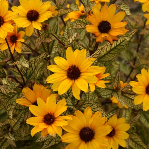 Heliopsis Touch of Blush