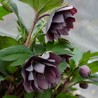 Helleborus Dashing Groomsman