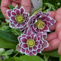 Helleborus Shotgun Wedding