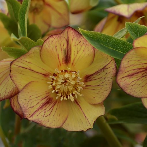 Helleborus  Tropical Sunset