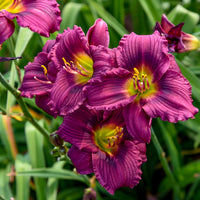 Hemerocallis  Little Grapette