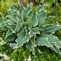 Hosta Dancing in the Moonlight