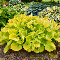 Hosta Maui Buttercups