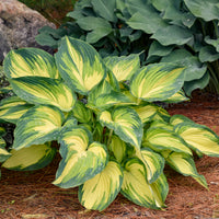 Hosta My Fair Lady