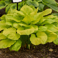 Hosta Seasons in the Sun