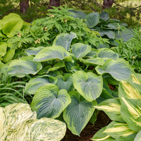 Hosta Terms Of Endearment