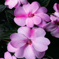 Sunpatiens ' Lavender  Splash '