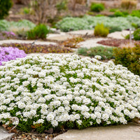 Iberis  Alexanders White - Candytuft