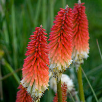 Kniphofia High Roller- Red Hot Poker