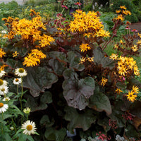 Ligularia Britt Marie Crawford