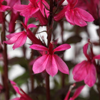 Lobelia Starship Rose