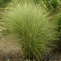 Grass Miscanthus Morning Light