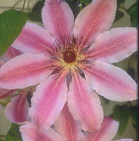 Clematis Nelly Moser