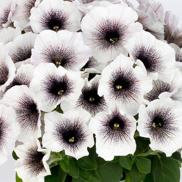 Petunia Crazytunia Black & white