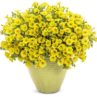 Petunia Supertunia Mini Vista Yellow