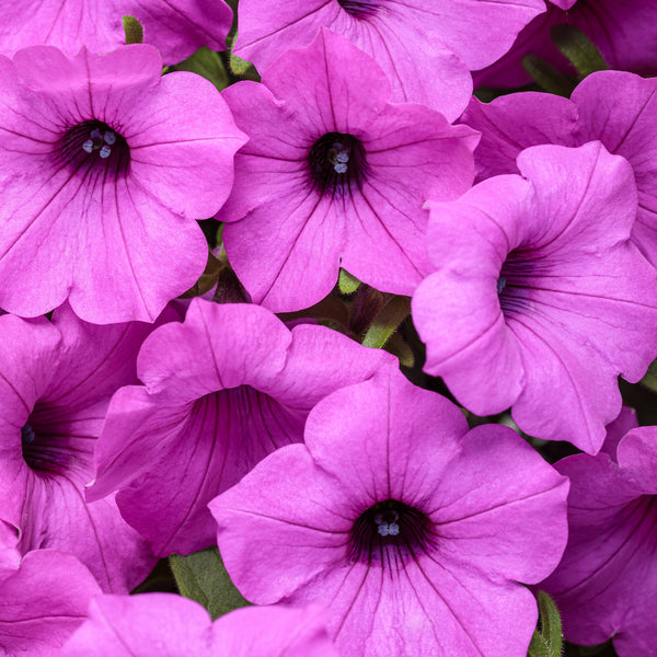 Petunia Supertunia Vista Jazzberry