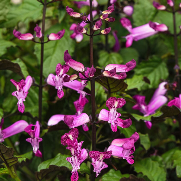 Plectranthus Mona Magenta