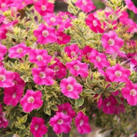 Petunia Glamoflage Pink Lemonade