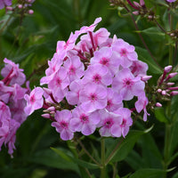 Phlox Uptown Girl - Tall Garden Phlox