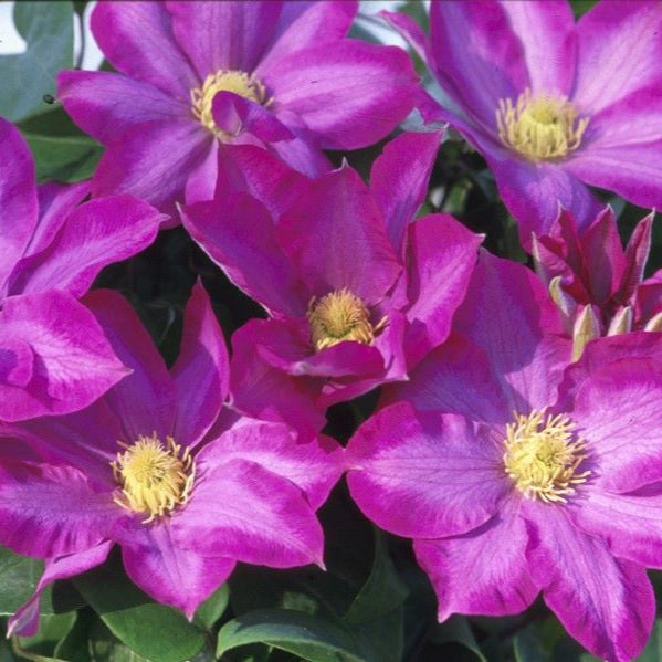 Clematis Pink Champagne