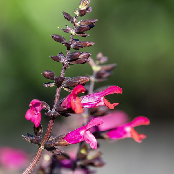 Salvia Bodacious Jammin Jazz