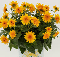 Sunflower Sunfinity Double yellow