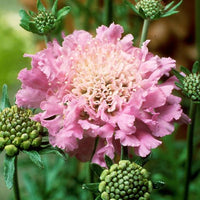 Scabiosa ' Pink Mist '