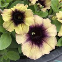 Petunia Surfinia Heavenly Blackberries and Cream