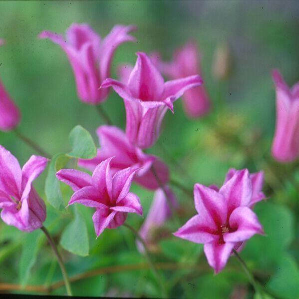 Clematis Duchess of Albany