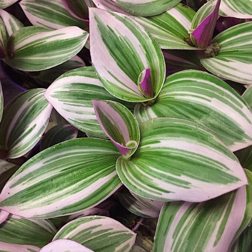 Tradescantia ' Nanouk '