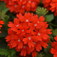 Verbena Lascar Orange Lava