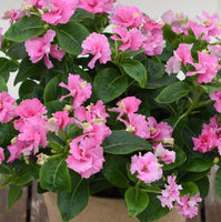 Vinca Soiree Flamenco Pink Twist