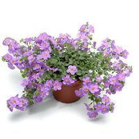 Bacopa Jumbo Deep Lavender