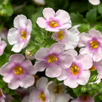 Bacopa Jumbo Pink eye