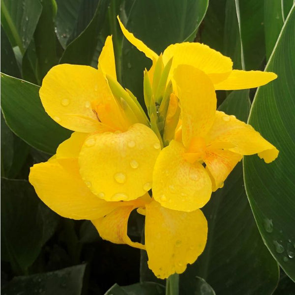 Canna Cannova Yellow