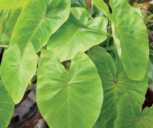 Colocasia Royal Hawaiian ' Maui Gold '
