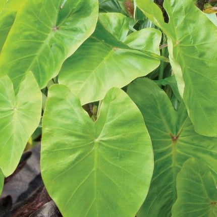 Colocasia Royal Hawaiian ' Maui Gold '