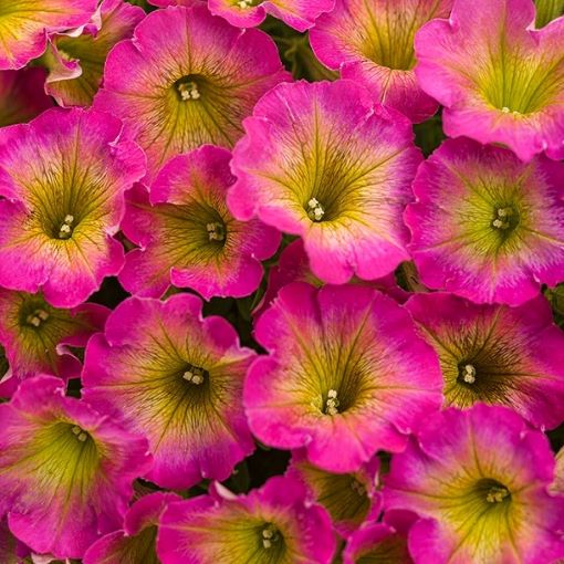 Petunia Supertunia Daybreak Charm