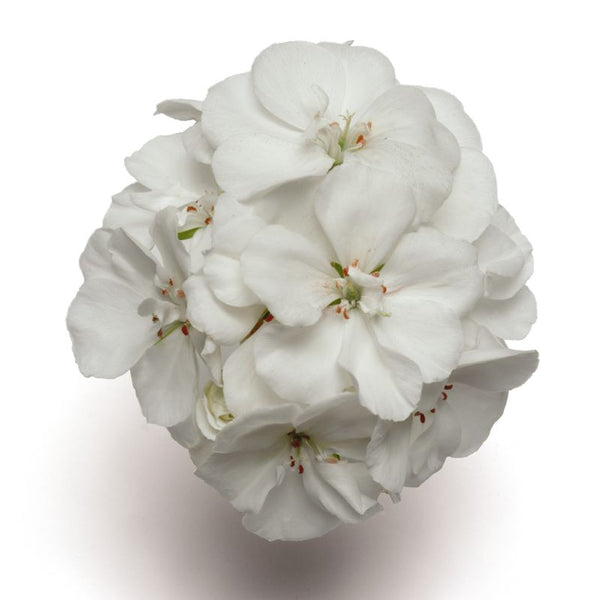 Geranium Fantasia White