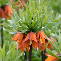 Fritillaria - Red Crown Imperials