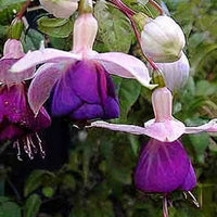 Fuchsia Lena