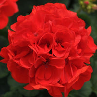 Geranium Dynamo Scarlet