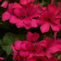 Geranium Marcada Magenta