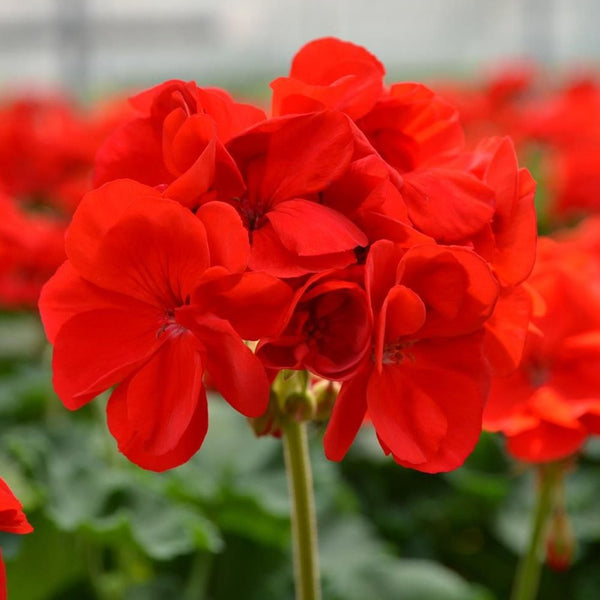 Geranium Patriot Bright Red