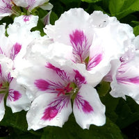 Geranium Regal Elegance Royalty White