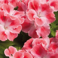 Geranium Regal Elegance Candy Flowers Peach Cloud