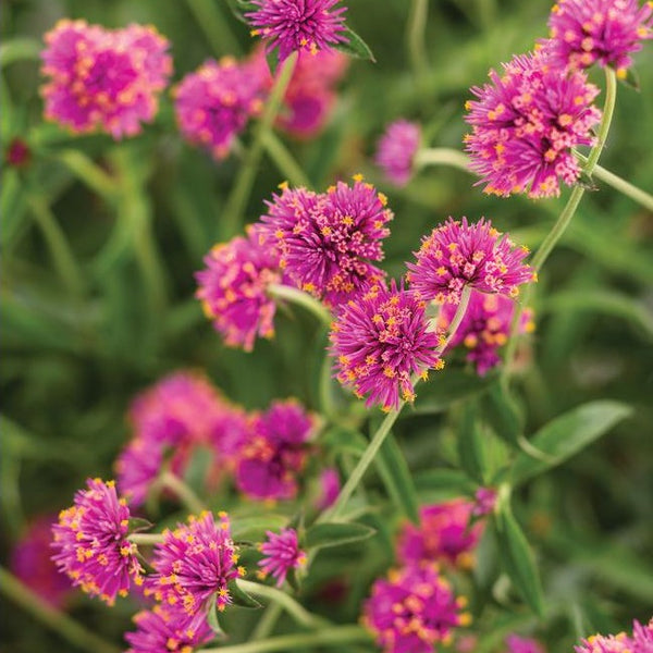 Gomphrena Truffula Pink - Proven Winner