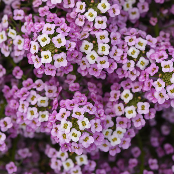 Lobularia Easy Breezy pink