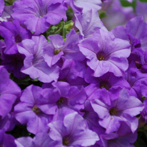 Petunia Surfinia  Heavenly Blue