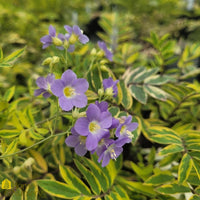 Polemonium Golden Feathers